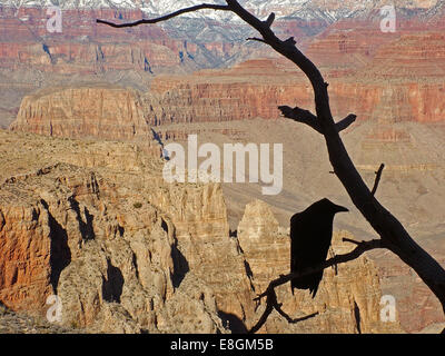 Silhouette di un Raven arroccato su una filiale, Grand Canyon, Arizona, Stati Uniti Foto Stock