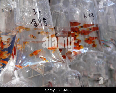 Goldfish in sacchetti di plastica, Hong Kong Foto Stock