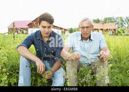 Nipote nonno e giocare con le piante su campo Foto Stock