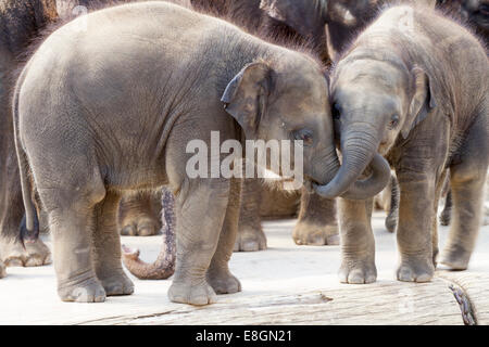 Due giovani elefanti asiatici (Elephas maximus) in uno zoo a mettere i loro tronchi in ogni altra bocca Foto Stock