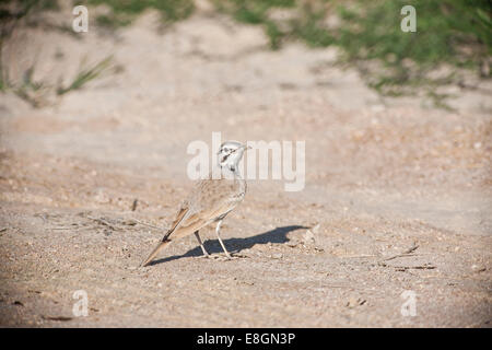 Hoopoe-Lark o maggiore Hoopoe-Lark (Alaemon alaudipes), Oman Foto Stock