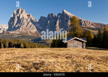 Alpe di Siusi pascoli alpini, montagne del Sassolungo e Sassopiatto montagna, Alto Adige, Dolomiti, Italia Foto Stock