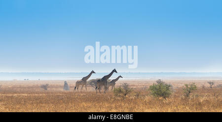 Tre le giraffe (Giraffa camelopardis) a piedi attraverso la erba secca, il Parco Nazionale di Etosha, Namibia Foto Stock