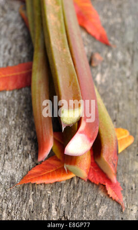 Rabarbaro con foglie rosse su una vecchia scheda di legno Foto Stock
