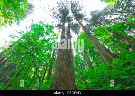 Prefettura di Akita, Giappone Foto Stock