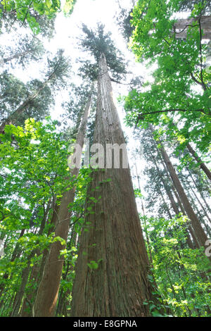 Prefettura di Akita, Giappone Foto Stock