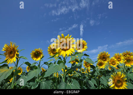 Campo di girasoli Foto Stock