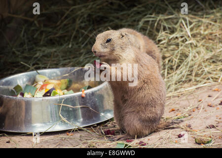 Nero-tailed prairie dog (Cynomys ludovicianus) mangiare frutta. Foto Stock