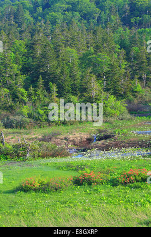 Nella Prefettura di Aomori, Giappone Foto Stock