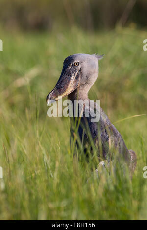 Un stocchi shoebill preda dall'erba di bangweulu zone umide, Zambia Foto Stock