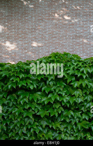 Facciata verde con woodbine, Parthenocissus tricuspidata Foto Stock