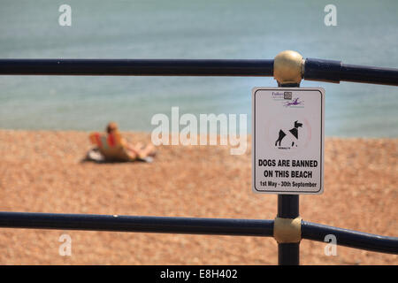 Cani vietato sulla spiaggia segno sulle ringhiere dal mare. Foto Stock