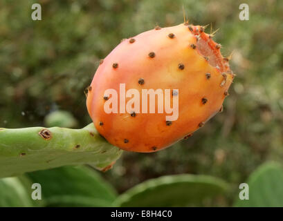 Coltivazione di frutta di cactus/FICODINDIA Foto Stock