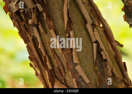 Interessante peeling scagliatori strati di corteccia colorata di paperbark acero Foto Stock