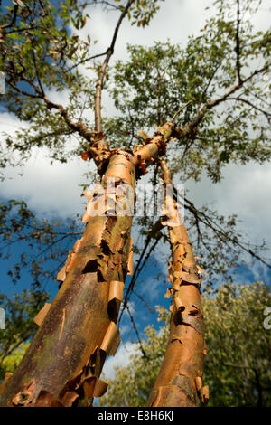 Interessante peeling scagliatori strati di corteccia colorata di paperbark acero Foto Stock