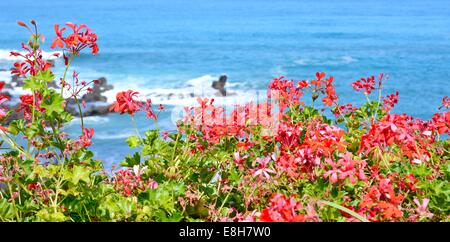Vista dell'oceano con fiori di colore rosso in primo piano. Foto Stock