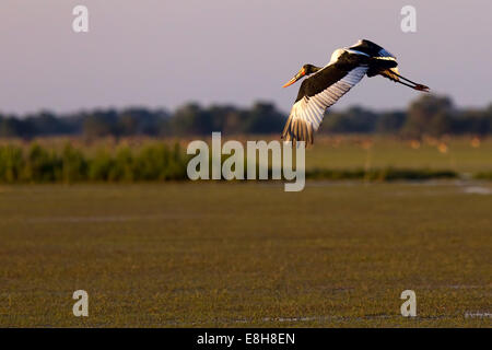 A sella fatturati stork battenti in Zambia contro un cielo alba Foto Stock