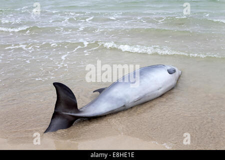 Delfino morto trovato lavato fino sulla spiaggia nella baia di Balnakeil vicino a Durness Sutherland Scotland Regno Unito Foto Stock