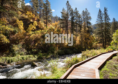 Spearfish Canyon, Black Hills National Forest, SD, STATI UNITI D'AMERICA Foto Stock