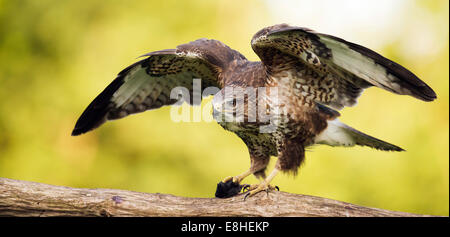 Selvatica comune poiana, Buteo buteo atterraggio sul ramo di albero con vole nella sua talons " Foto Stock