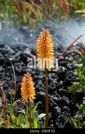 Kniphofia Tetbury torcia. Noto anche come Red Hot Pokers e torcia Gigli Foto Stock