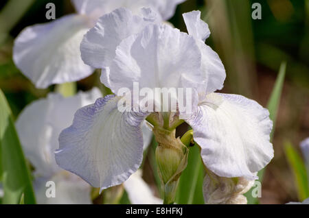 Iris Cottage inglese Foto Stock