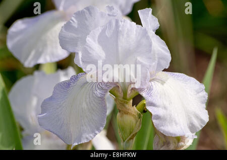 Iris Cottage inglese Foto Stock