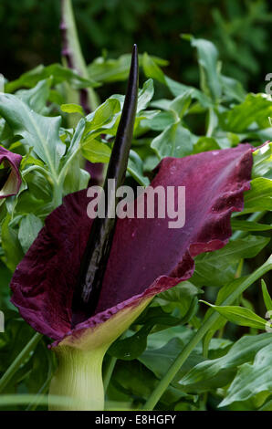 Dracunculus vulgaris o Dragon's Arum in fiore Foto Stock