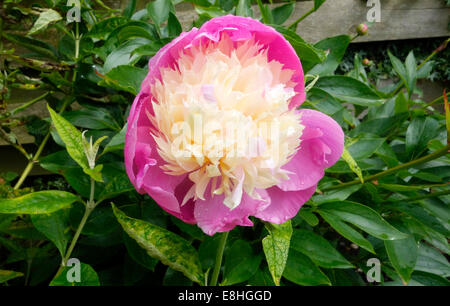 Paeonia lactiflora ( Paeony ) cultivar 'ciotola di bellezza' in fiore Foto Stock