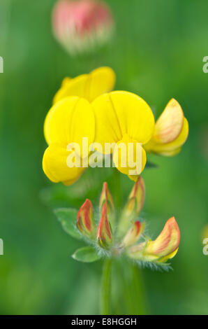 Common Bird's-piede, Trifoglio Lotus corniculatus, boccioli e fiori Foto Stock