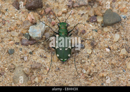 Northern Barrens Tiger Beetle su una strada di ghiaia. Foto Stock