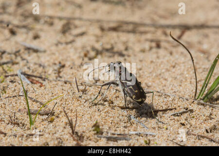 Obliquata-rigato Tiger Beetle vicino alla spiaggia. Foto Stock