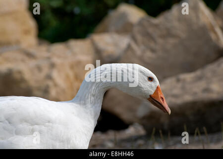 Goose esterno sul prato correndo libero Foto Stock