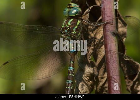 Shadow Darner hanging from a leaf. Foto Stock