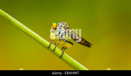 Asilidae (robber fly) si siede su una lama di erba con la preda. Della Thailandia Foto Stock