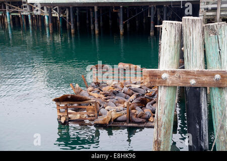 I leoni di mare nella baia di Monterey, California, Stati Uniti d'America Foto Stock