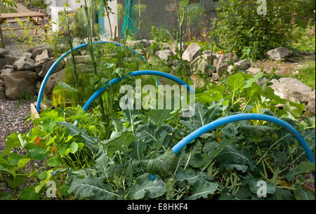 Uno dei due piccoli letti sollevata entro una compatta trama vegetale in Scozia circondato con un secco muro di pietra Foto Stock