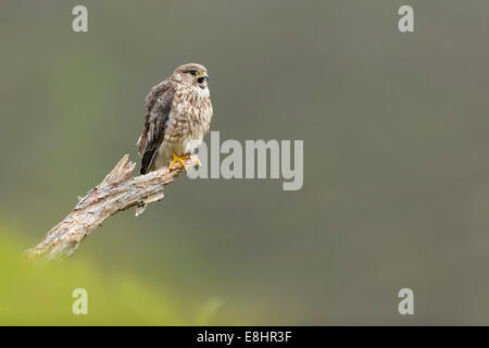 Merlin (Falco columbarius) femmina adulta arroccato, chiamando a maschio Foto Stock