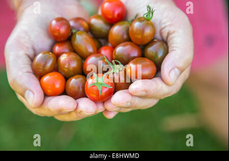 Homegrown appena preso i pomodori ciliegia tenuto in mano Foto Stock