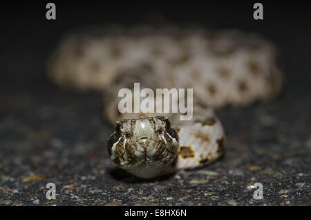 Deserto Massasauga, (Sistrurus catenatus edwardsi), Bernalillio Co., New Mexico, negli Stati Uniti. Foto Stock