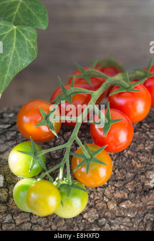 Il rosso e il verde pomodori ciliegia sulla vite contro il legno di edera tirati in background Foto Stock