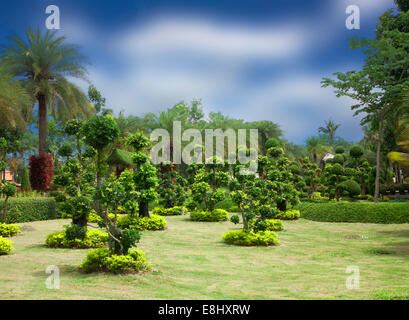 Bonsai naturale giardino con alberi rigogliosi parchi verdi. Foto Stock