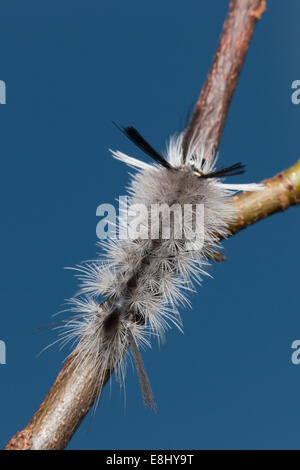 Un nastrare Tussock Moth (Halysidota tessellaris) caterpillar (larva) posatoi su un ramoscello. Foto Stock