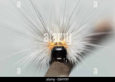 Vista frontale di una caduta Webworm Moth (Hyphantria cunea) caterpillar (larva) Foto Stock