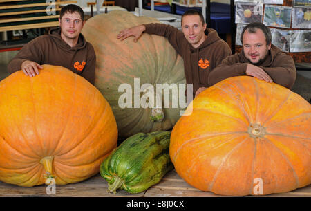 (FILE) un archivio foto, datata 07 ottobre 2014, mostra gli agricoltori di zucca formano il team est pesanti, Martin Baumert (L-R), Martin Teichert e Andreas Baumert ponendo accanto a una zucca gigante in Ludwigsdorf, Germania. Il campione tedesco team compete il 12 ottobre 2014 presso la comunità di zucca campionati di pesatura in Ludwigsburg. Foto: MATTHIAS HIEKEL/DPA Foto Stock