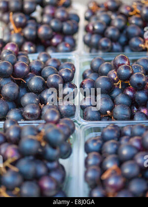 Organici di uve Moscato (Vitis rotundifolia) in vendita Foto Stock