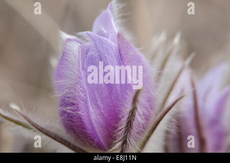 Una chiusura di una prateria fuzzy crocus blossom Foto Stock