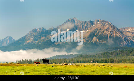 Idaho montagne a mucche in un pascolo Foto Stock