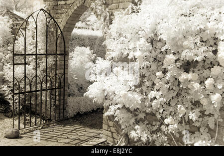 Fotografia a infrarossi di un classico giardino inglese, aprire wrough iron gate, arrampicata su un muro di mattoni a Wollerton Old Hall (NGS) Foto Stock