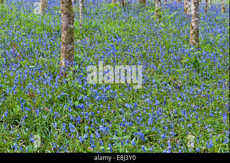 Gli alberi di betulla d'argento sorgono tra le campane azzurre che fiorono in primavera, nei terreni della tenuta di Trevarno, Helston, Cornovaglia (ora chiusa al pubblico) Foto Stock